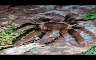 hysterocrates gigas tarantula